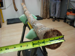 agave didgeridoo 1