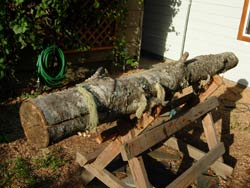 birch didgeridoo