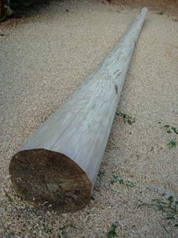 birch didgeridoo