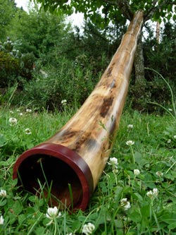 agave didgeridoo 1